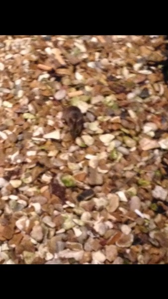 Is this a mouse or a shrew?
