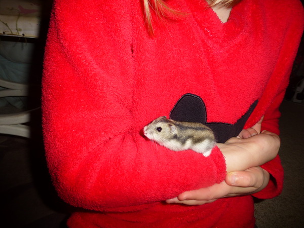 Shiney new hamster owner!!