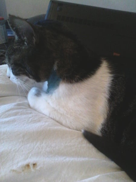 Mr Cory in his Blue Period