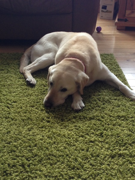 Our DDog was PTS last night....