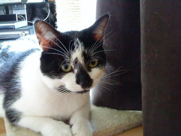 OK, I admit defeat, the cat wins!