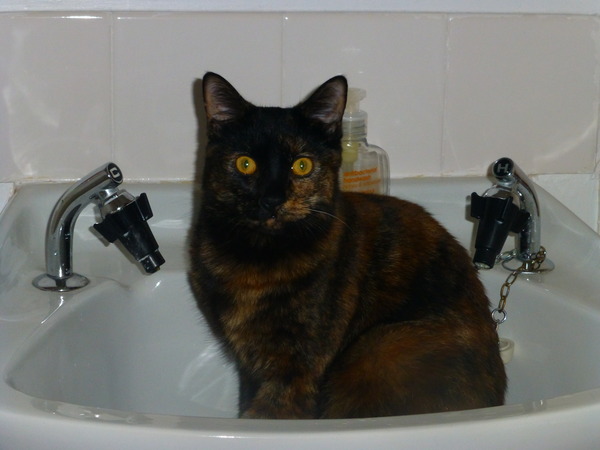 Nice moments with your cats