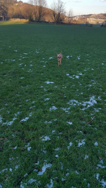 HATE my dog