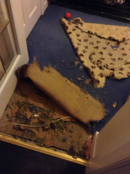 Normal Lab behaviour... or bad owners?