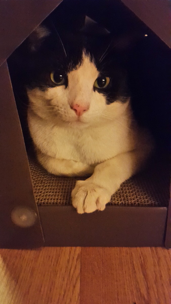 How can I stop by cat being a thug?