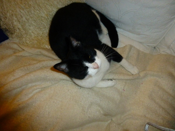Nice moments with your cats