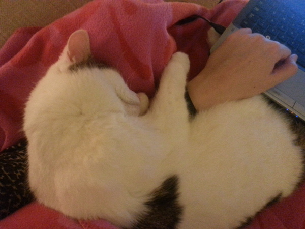 Nice moments with your cats