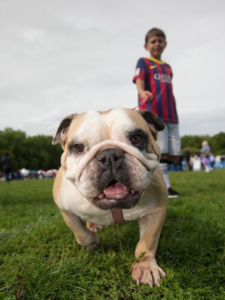 Best breed?