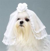 to laugh at this second-hand wedding drama?
