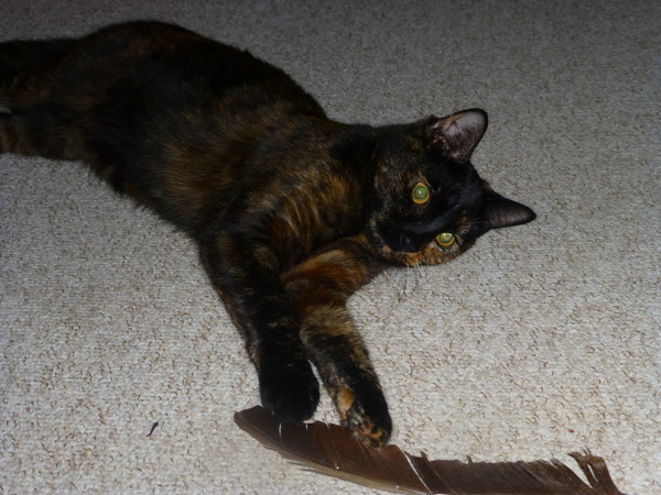 Nice moments with your cats