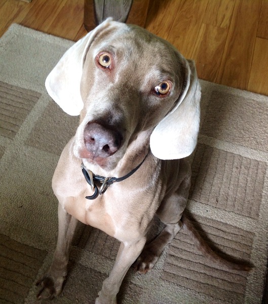 Anyone else starting a Beachbody workout programme? (T25, insanity etc)