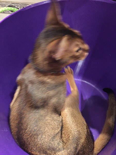 To bath the cat! Has been staying at a smokers house