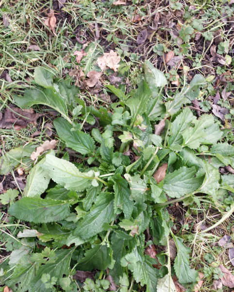 The 2015 Allotment / Veg Patch Thread - it's here!