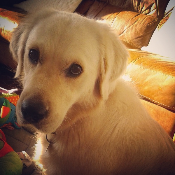 Thinking about a golden retriever.
