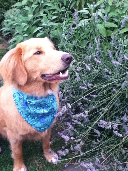 Which breed? American Water Spaniel? Lab?