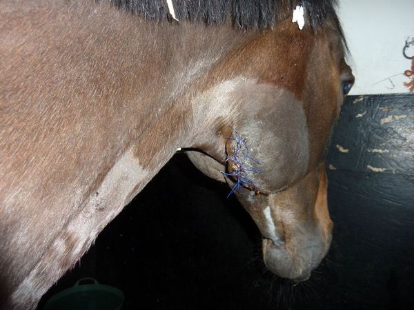 What's your best sporn story?