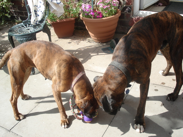 Is your dog a graser or a scoffer?