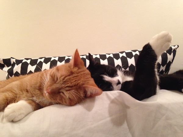 Nice moments with your cats
