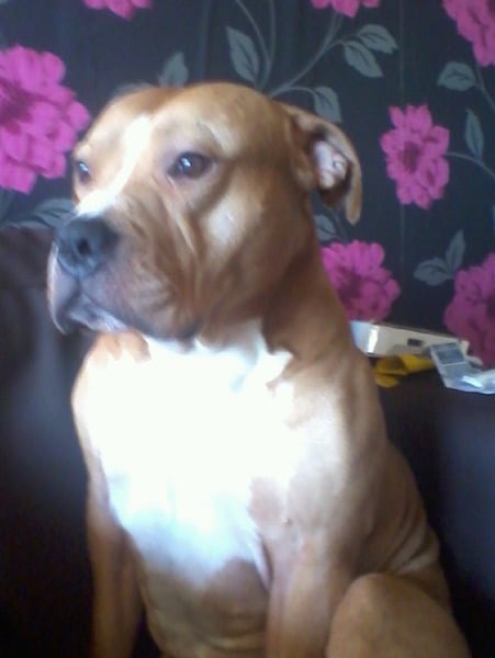 Is this an American Pitbull Terrier?