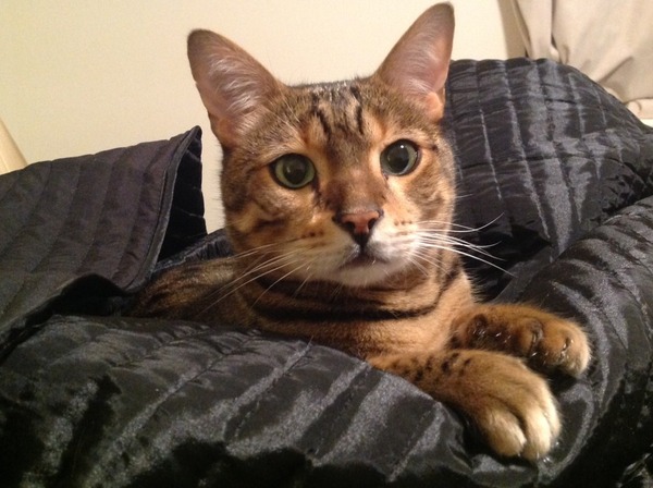 Nice moments with your cats