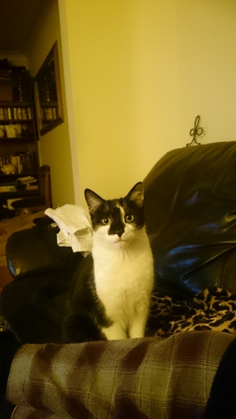 Nice moments with your cats