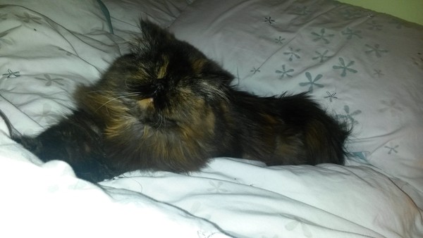 Nice moments with your cats