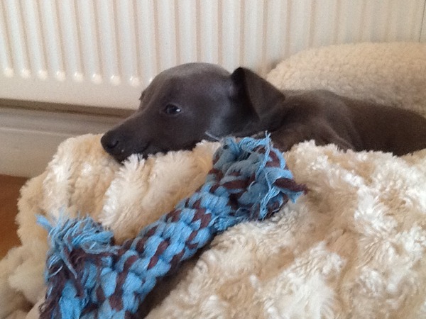 Whippet or Cavvy?