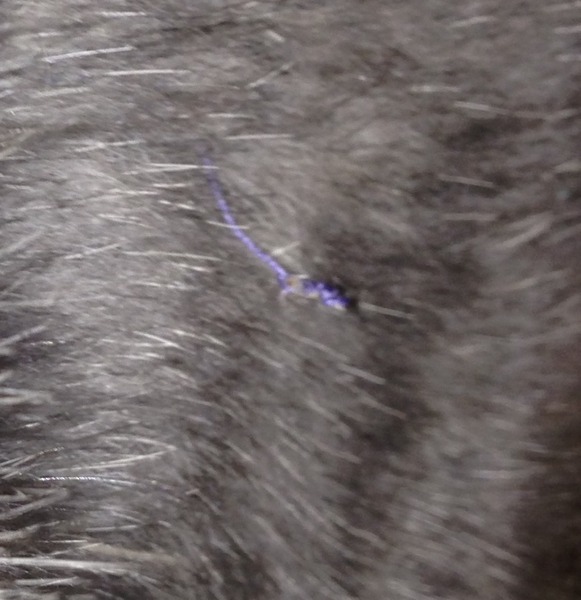 Vets/ vet nurses - thread coming from spay scar, 3 wks later