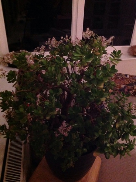 Palm type plant for unheated conservatory. Please advise.