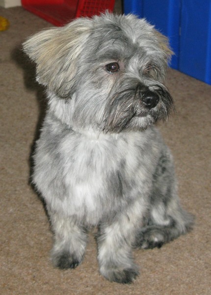 Best breed?