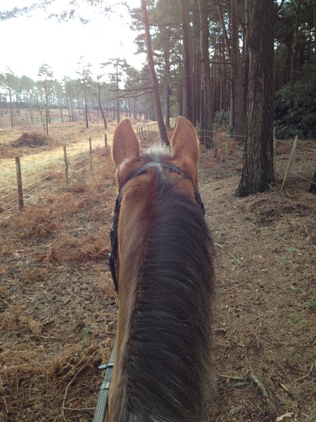 Can we have a thread for those who have returned to riding after a long time out of the saddle?