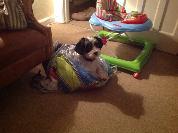 Havanese/toy breed help