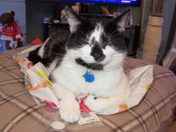 OK, I admit defeat, the cat wins!