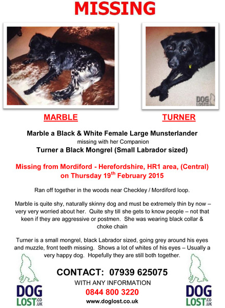 Missing dogs near Modiford, Hereford - PLEASE HELP!!
