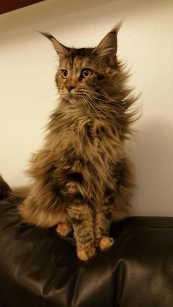 Gratuitous kitty pic of the day...