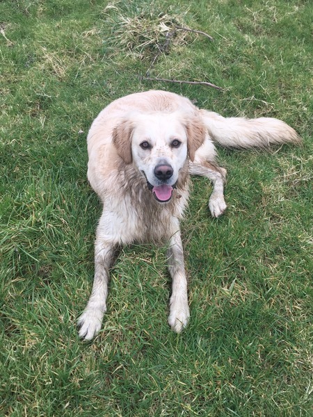 Thinking about a golden retriever.