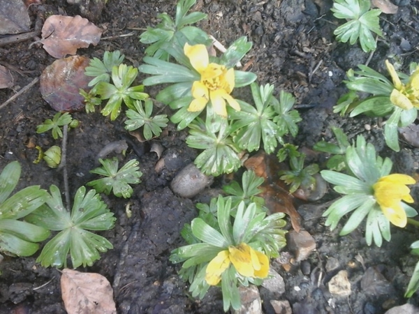 Can anyone identify these please?