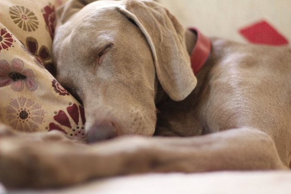 Anyone else starting a Beachbody workout programme? (T25, insanity etc)