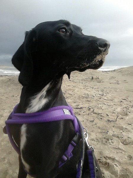 Best breed?