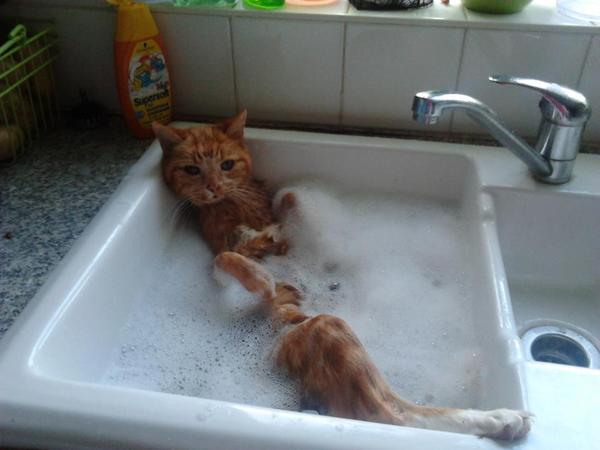 To bath the cat! Has been staying at a smokers house