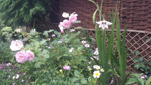 When the hounds of spring are on winter's traces…...