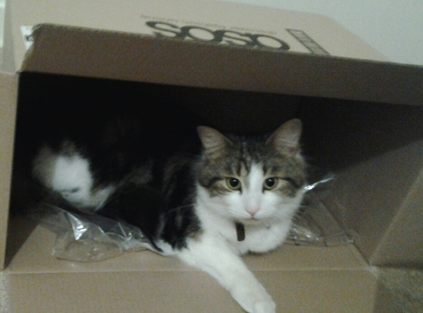 Gratuitous kitty pic of the day...