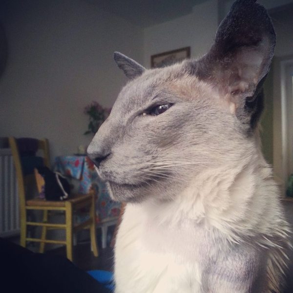 What's wrong with my cat?