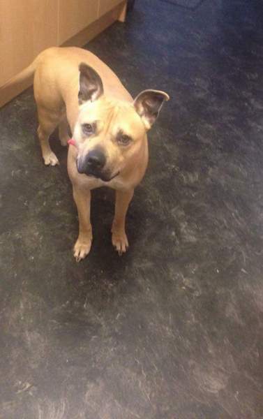 anyone own a American Staffordshire terrier