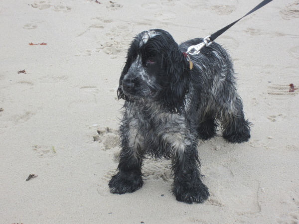 First ever dog - smallish spaniel for young family?