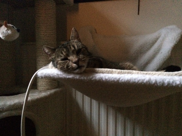 How can I stop by cat being a thug?