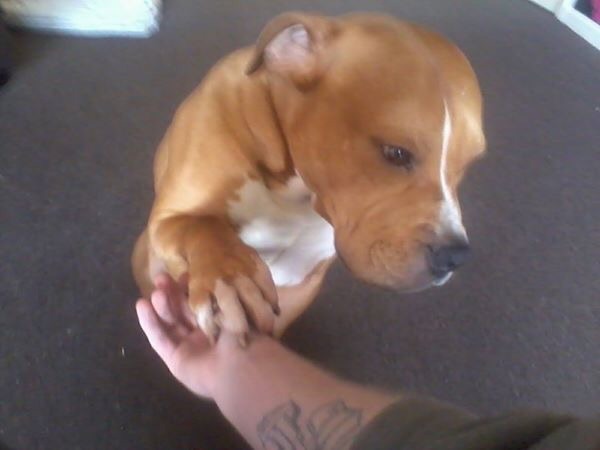 Is this an American Pitbull Terrier?