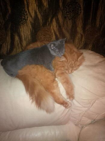Nice moments with your cats