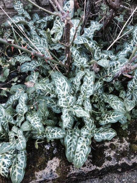 When the hounds of spring are on winter's traces…...