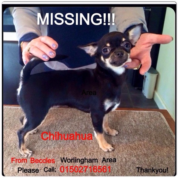 Found - one chihuahua, Suffolk